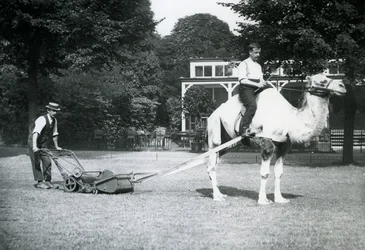 Kamel-Rasenmäher, geritten von Gärtner Fred Perry im Londoner Zoo, 1913